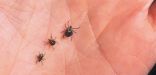 «فيروس بونيا» يظهر في الصين وتسجيل 7 وفيات