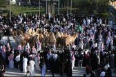 “إثراء” يطلق “مسيرة الإبل” في يوم التأسيس لتروي تاريخ المملكة