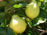 السعودية تحظر استيراد «الجوافة» من مصر