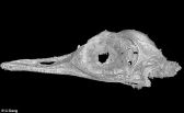اكتشاف جمجمة أصغر ديناصور في العالم