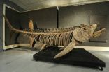 الأرجنتين : العثور على بقايا متحجرة لسمكة عملاقة تعود إلى حقبة الديناصورات