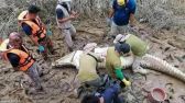 ماليزيا : العثور على “بقايا صبي” داخل بطن تمساح