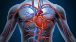 علماء ينجحون في وضع أول أطلس متكامل لخلايا القلب البشري