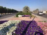 بلدية القطيف.. تزرع أكثر من 800 ألف زهرة خلال موسم الشتاء