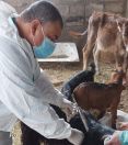 زراعة الشرقية تبدأ حملتها السنوية للتطعيم ضد الحمى المالطية 2022