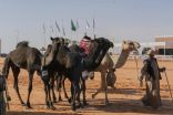 مهرجان الملك عبدالعزيز للإبل يلغي فئة المفاريد بكار للون المجاهيم
