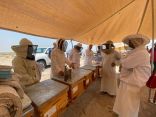 إنتاج عسل غابات المانجروف للموسم الثالث على شواطئ الخليج العربي