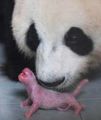 باندا صينية عملاقة تضع مولودة في حديقة الحيوان